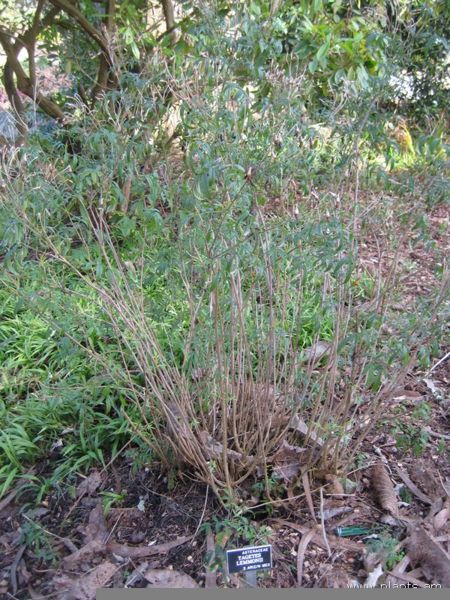 File:Tagetes lemmonii-IMG 7257 sfbg0308.jpg