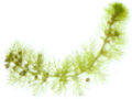 Thumbnail for version as of 04:07, 6 May 2007