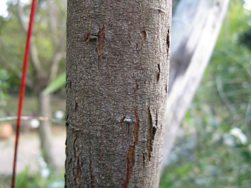 File:1024px-Acacia cultriformis1.jpg