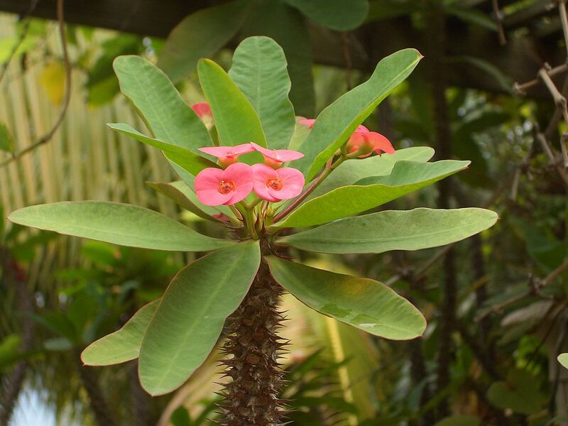 File:1024px-Euphorbia milii var. splendens, flower.jpg