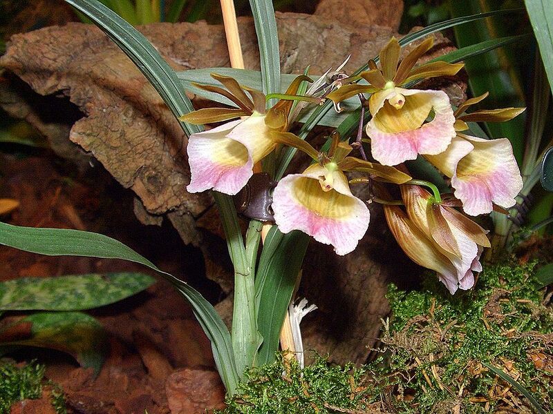 File:1024px-Galeandra baueri Orchi 06.jpg