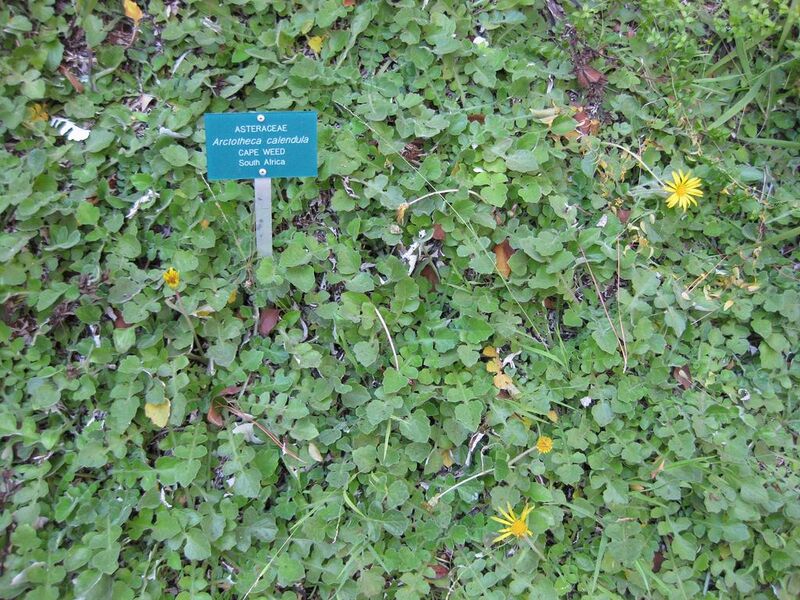 File:1024px-IMG 2678 ucla09.jpg