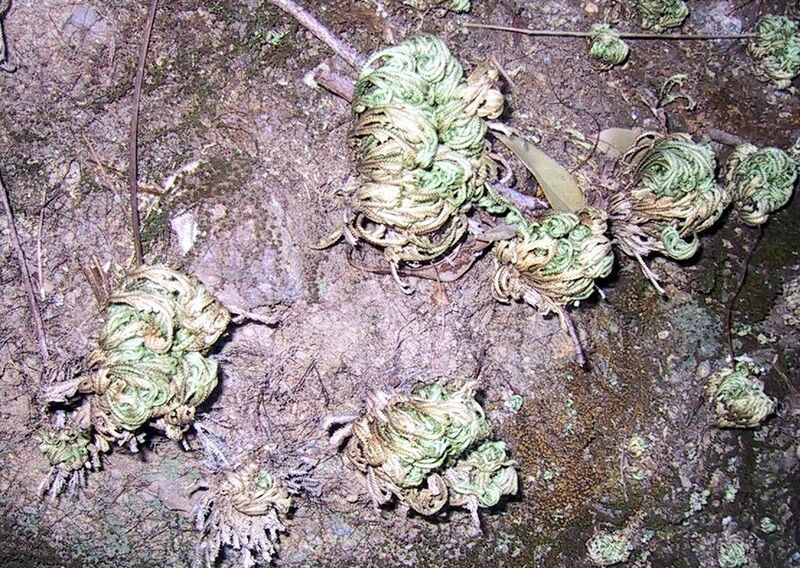 File:1024px-Spikemoss Selaginella Tamariscina curled up.jpg