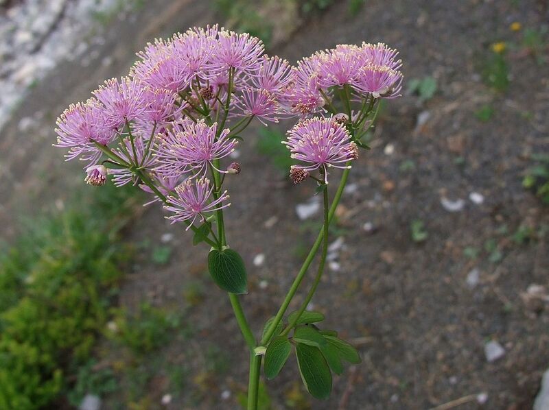 File:1024px-Thalictrum aquilegifolium a4.jpg