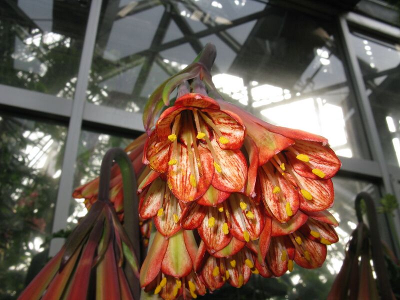 File:1280px-Cyrtanthus falcatus3.jpg