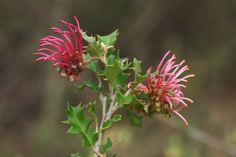 File:1280px-Grevillea aquifolium 2.jpg