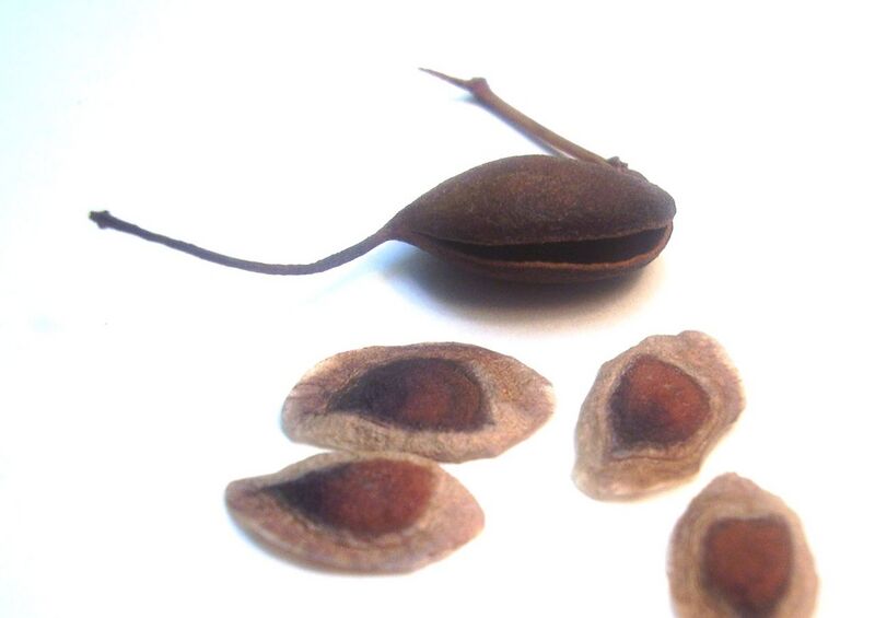 File:1280px-Grevillea robusta seeds 01.JPG