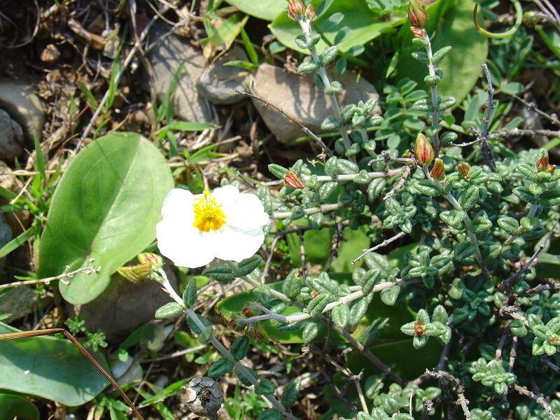 File:1280px-Helianthemum almeriense.jpg