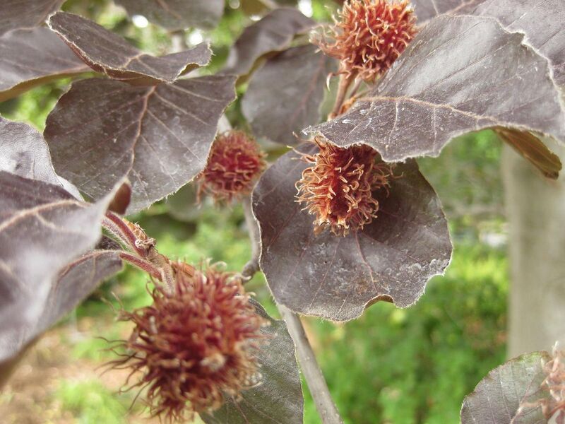 File:1280px-IMG 6893 hunt09jun.jpg