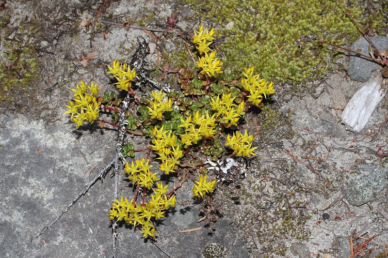 File:1280px-Sedum oreganum 0958.JPG