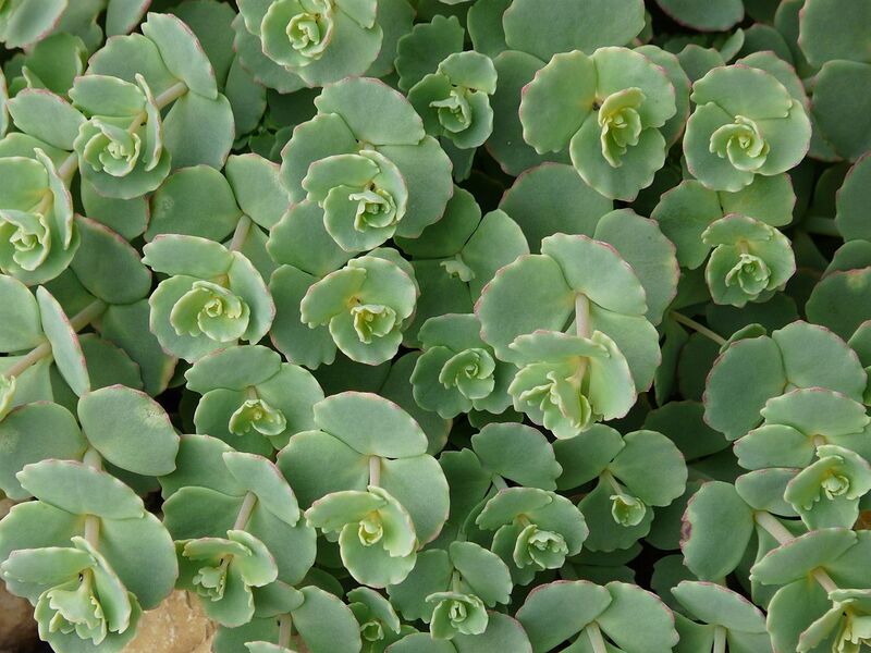 File:1280px-Sedum sieboldii (5).JPG