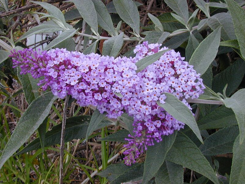File:1280px-Starr 010717-0052 Buddleja davidii.jpg