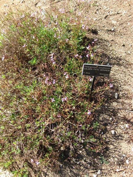 File:576px-IMG 2083 hunt09oct.jpg