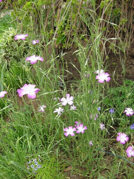 File:576px-IMG 5186 hunt0904.jpg