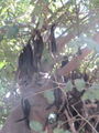 Thumbnail for version as of 03:54, 19 August 2007