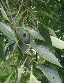 Celtis caucasica with immature fruit