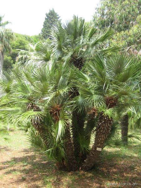 File:Chamaerops humilis-var. dactylocarpa-IMG 3023 lokrun.jpg