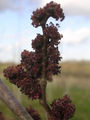 Thumbnail for version as of 09:29, 29 October 2007