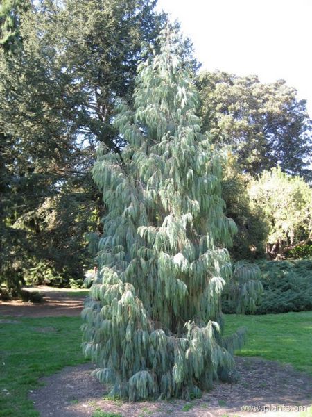 File:Cupressus cashmeriana-kashmir cypress-IMG 0565 hunt07.jpg