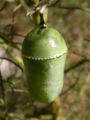 Chrysalis of Monarch
