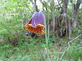 Thumbnail for version as of 10:03, 29 April 2025