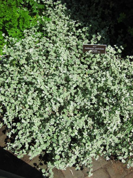 File:IMG 0252 nybg09.jpg