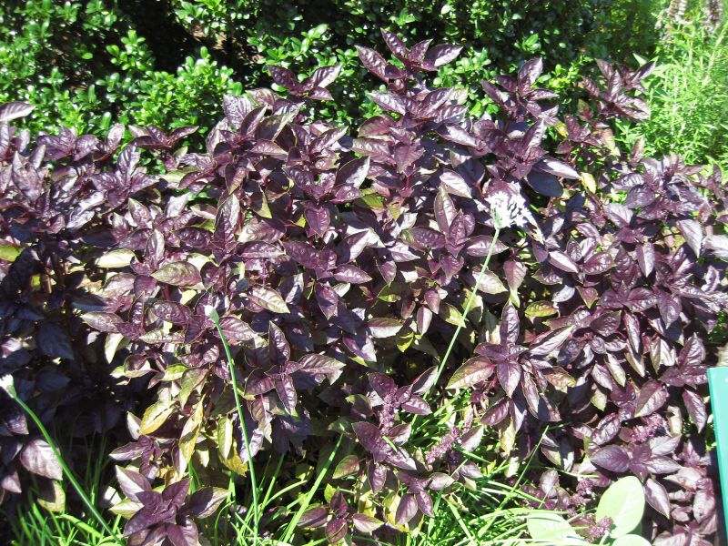 File:IMG 0259 nybg09.jpg