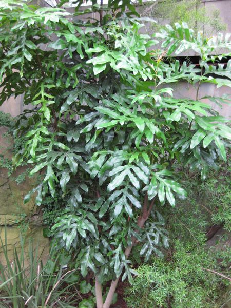 File:IMG 1221 bbg09.jpg