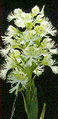 Thumbnail for version as of 12:59, 2 May 2007