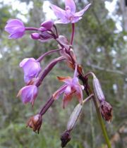 Spathoglottis plicata