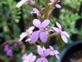 Thumbnail for version as of 16:04, 1 March 2009