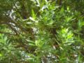 umbellularia californica