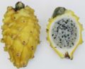 Yellow-skinned and white-fleshed pitaya (Selenicereus megalanthus)