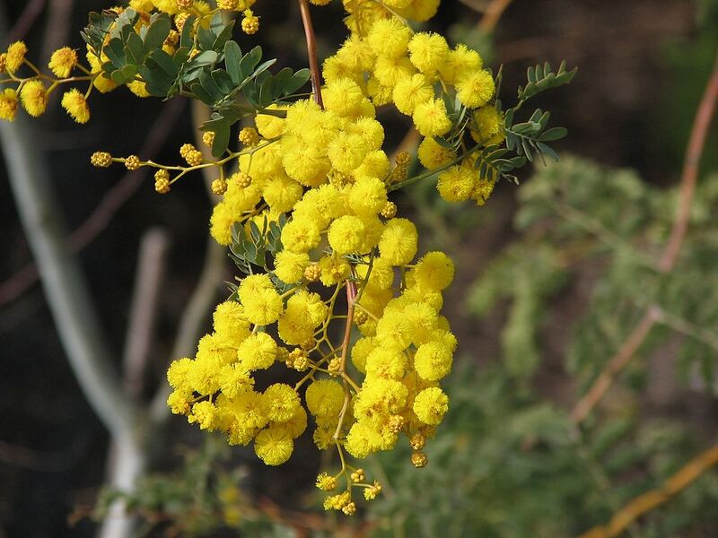 File:1024px-Acacia spectabilis.jpg