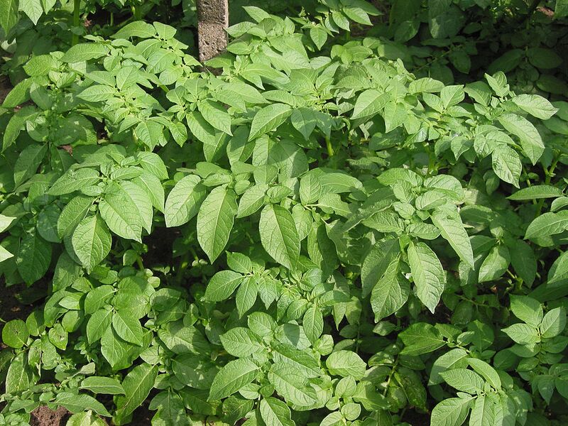 File:1024px-Doré (Solanum tuberosum).jpg