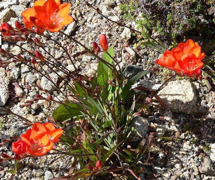 File:1225px-Tritonia crocata 1.jpg