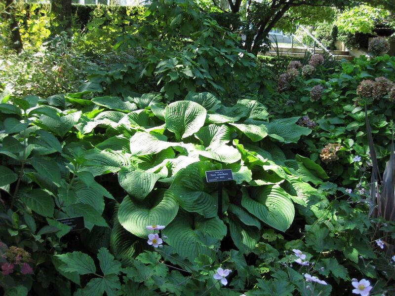 File:1280px-IMG 0198 nybg09.jpg