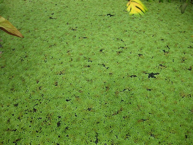 File:1280px-IMG 1002 bbg09.jpg