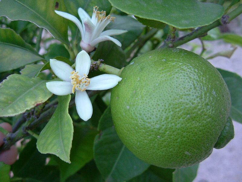 File:1280px-Lime Blossom.jpg