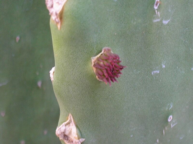 File:1280px-Prickly Pear 2.JPG