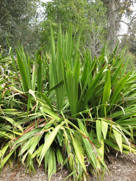 File:576px-IMG 4681 hunt0904.jpg