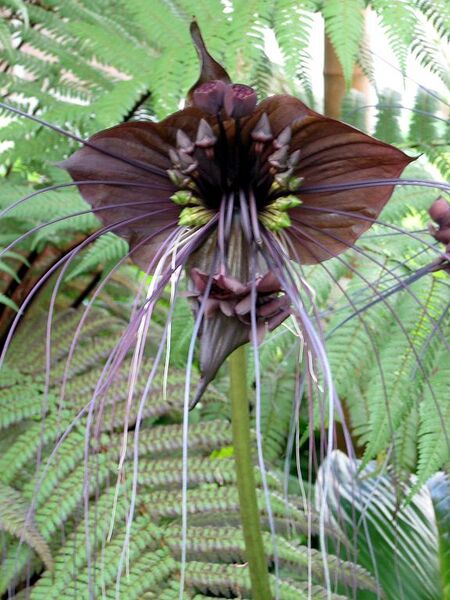 File:576px-Tacca chantrieri1.JPG