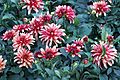 Dahlia 'Art Deco'
