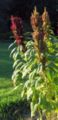 Popping Amaranth (Amaranthus sp.)