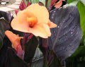 Canna (Crozy Group) 'Theresa Blakey'