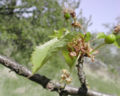 Formation of the cherry fruit at beginning of May (France)