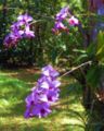 Cooktown orchids Dendrobium bigibbum