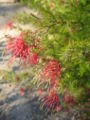 Grevillea thelemanniana