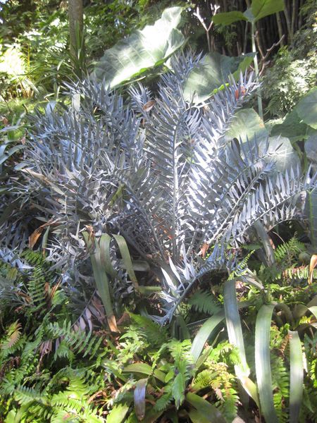 File:IMG 2027 hunt0903.jpg
