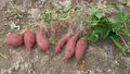 Freshly dug sweet potato.